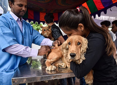 Pet lovers brought their pets for free vaccination camp for pets on the occasion of World Zoonoses Day at Narayanaguda veterinary hospital in Hyderabad. (Photo | Vinay Madapu/ EPS)