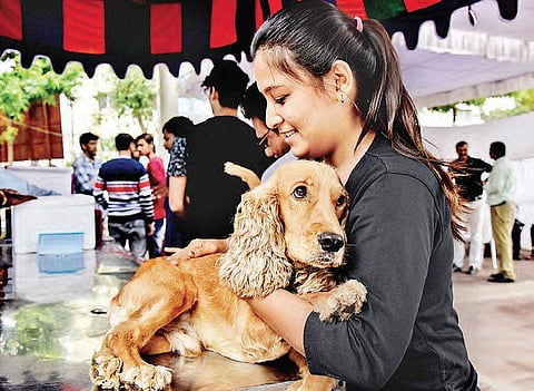 Hyderabad: Pets get shots at free vaccination camps