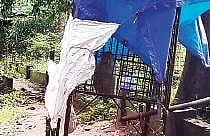 Mathai, the monkey, caged at Kodanad mini zoo  Express