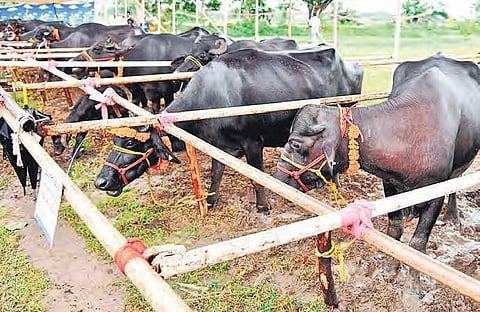 Government hopes to increase milk production and make the dairy sector self sufficient. Hyderabad, its largest consumer, has driven up demand | Express