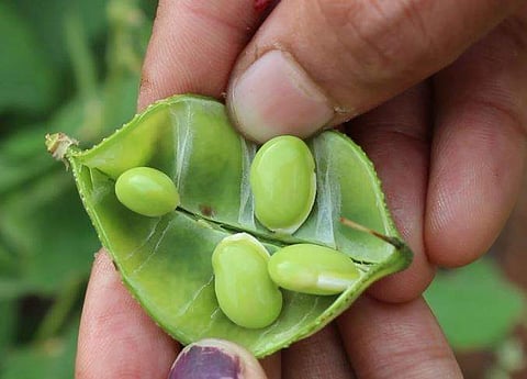 Lablab Bean. (Photo: YouTube)