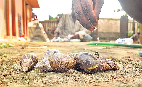 The residents of Panchayat Colony, a low-lying area of Eloor muncipality, are facing the African snail menace. A resident kills the African snails by sprinkiling salt on them | A Sanesh