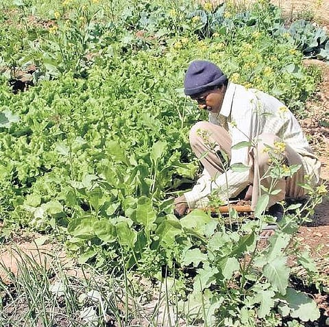 The World Vegetable Centre (WorldVeg for short) has been conducting research and development to improve home gardens for over 30 years in South Asia. (Photo| EPS)