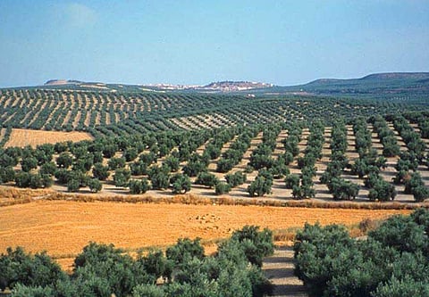 A view of the olive farms in Greece (Photo | Olive Tree Routes Official Website)