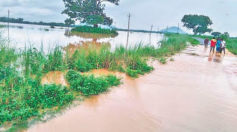 Agricultural field submerged at Akula Tampara village in Kotturu mandal of Srikakulam district | EXPRESS
