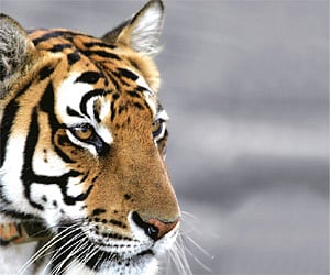 Translocated Tigress released into Satkoshia Tiger Reserve