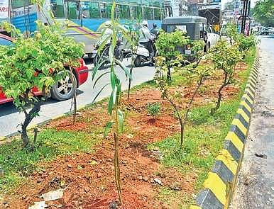 When all other Kiki Challenges are drawing the ire of law, this one has drawn several hearts. 