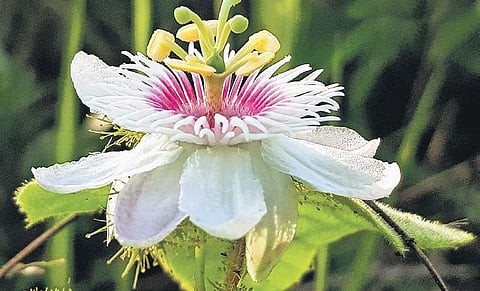 Passion Flower grows in neglected areas 