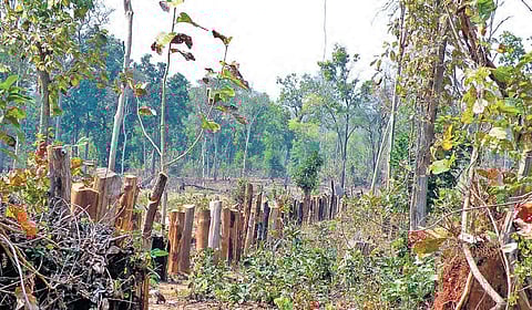 Teak wood barks have been set up as fence to demarcate the boundary of encroached land inside a forest in Telangana |Express
