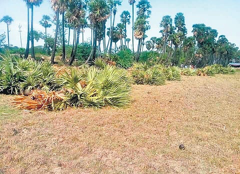 A row of palm trees which were felled near Kollidam