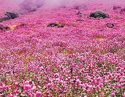 The Neelakurinji season is expected to fetch the local economy Rs 300-400 crore as nearly eight lakh tourists from within the country and beyond are expected to visit the hill station over four months.