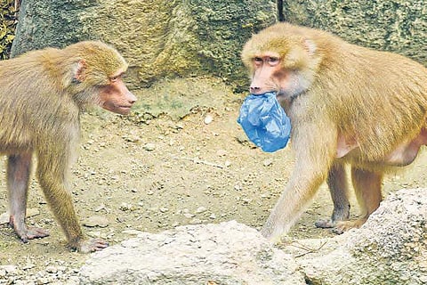 An example of how plastic can wrek havoc with the nature was on full display in the Nehru Zoological Park in Hyderabad, as a baboon could be seen chewing on a plastic carry bag in its enclosure on Tuesday | Vinay Madapu