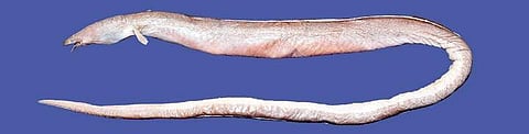 New species of snake eel found along Bay of Bengal | EXPRESS