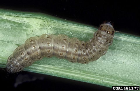 This undated image made available by Frank Peairs in 2007 shows a European corn borer. A warmer world likely means more and hungrier insects chomping on crops and less food on dinner plates, a new study suggests. (Photo | AP)