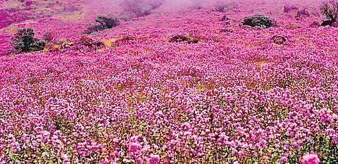 Delay in Neelakurinji bloom leaves Kerala tourism department in gloom