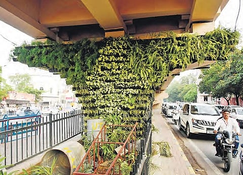 New wall-gardens have been installed under the Begumpet flyover in Hyderabad | VINAY MADAPU