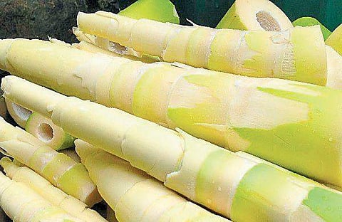 Have you had delicacies made out of bamboo yet?