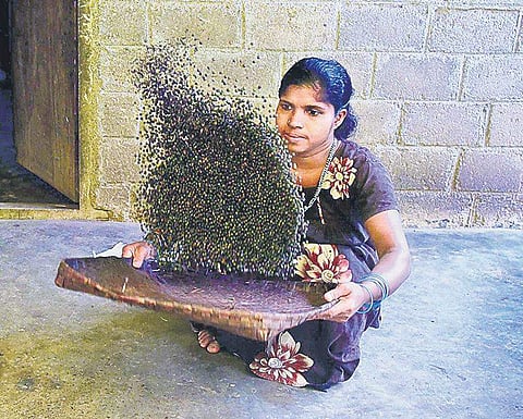 Needed: Prop for pepper price