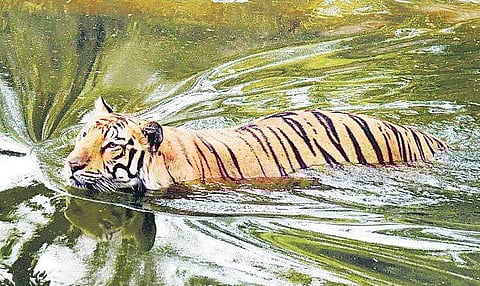 Human-animal conflict. Image used for representation.