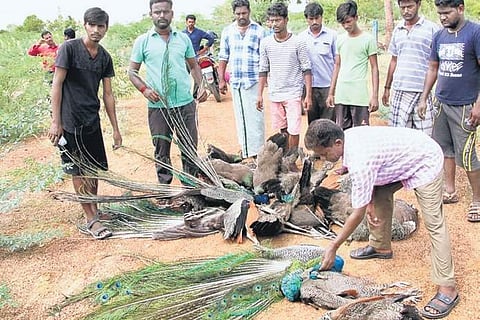 Forest department officials send the carcasses of the peacocks and peahens to the veterinary hospital for autopsy | Express