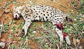 Rare species on the verge of extinction