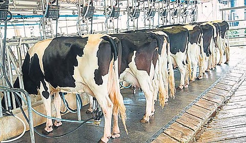 As per the data of the Animal Husbandry Department, there are 52 lakh buffaloes and 21 lakh cows in Punjab, of which 70 per cent produce milk | Express