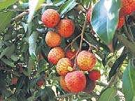 Mr Green Fingers enjoying fruits of own labour