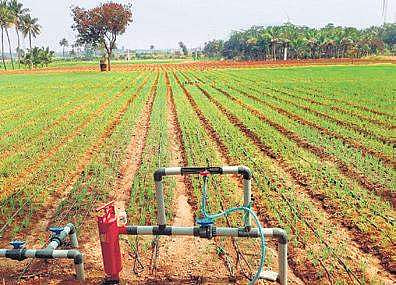 Tamil Nadu government's Rs 1.6 thousand crore boost for micro-irrigation projects
