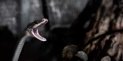 Image of a snake used for representational purpose only