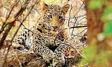 File photo of a leopard| AMITH BANGRE