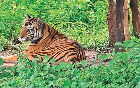 Odisha Government rules out relocation of Sundari