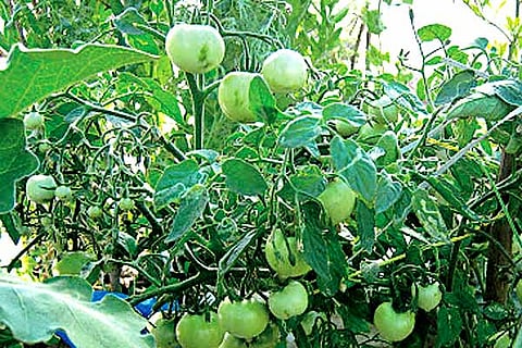 Representational image of organic vegetables