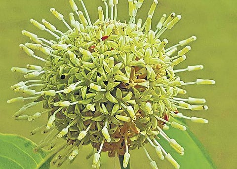 Kadamba tree holds special place in Indian culture