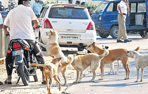 Animal welfare activists say the reason for the increase in the number of stray dogs is failure of ABC programmes
