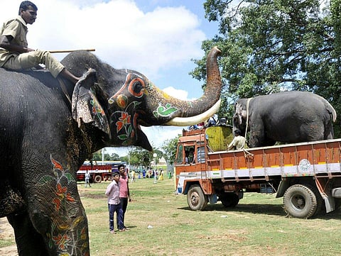 Dasara Elephants (Photo | EPS/Udayashankar S)