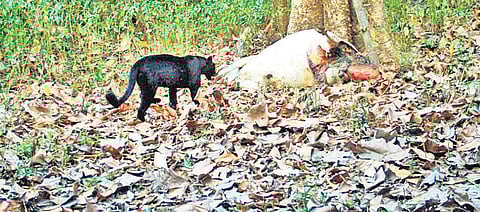 A black panther caught on a camera trap
