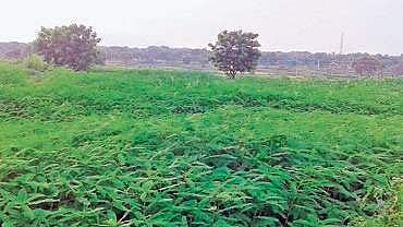 Green manure use helps Dhenkanal farmers