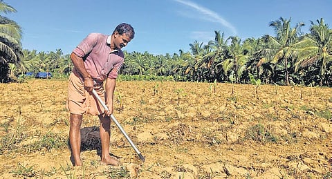 T G Pramod at his leased banana farm where saplings were planted soon after the flood