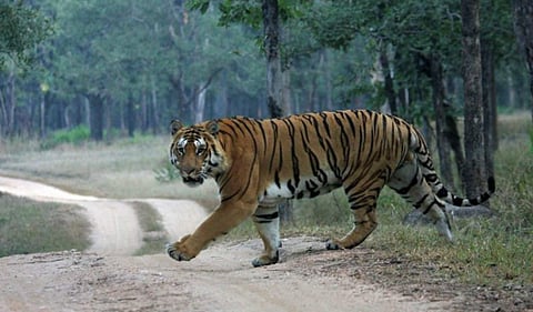 Representational image. In this photo, a tiger is seen in the Kaziranga Tiger Reserve in Assam –  Equally known for its tiger population and the one-horned rhinoceros, this is a must-visit.