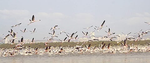 A file photo of flamingos at Thane creek