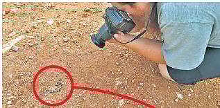 Swedish herpatologist Albinson taking picture of the bridal snake