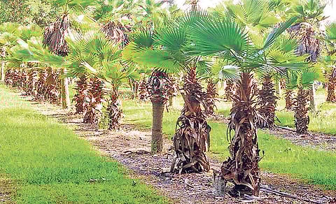 Row of palm trees in Kaptipada | Express
