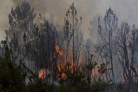 A representational image of a forest fire (Photo | AP)