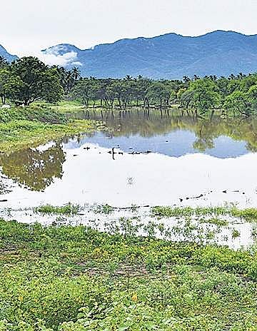 The National Green Tribunal has directed the Centre not to reduce the ESA area and stick to the Kasturirangan report and issue the ESA notification.(Photo| EPS)