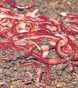 Earthworms are part of vermiculture and they are very useful as bio-reactor to multiply beneficial soil and decomposition of microorganisms.