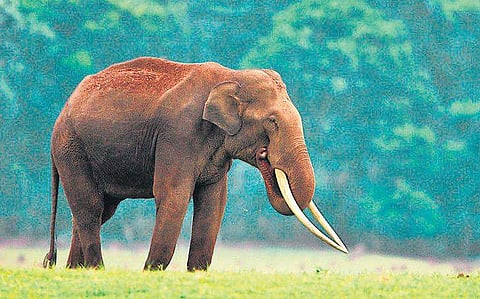 The dung survey density estimates were found to be significantly  higher than the line transect results in both types of forests.