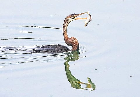 Puttenahalli lake’s resident caretakers to monitor water quality via monthly tests