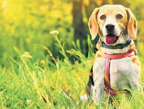 Indies best suited for our homes