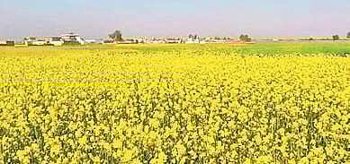 GM mustard impact on soil not to be studied