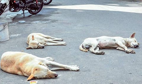 The Supreme Court also questioned Maneka Gandhi on what budgetary allocation she has helped in getting for solving the problem of stray dogs